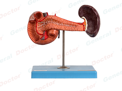 GD Pancreas with Spleen and Duodenum Model