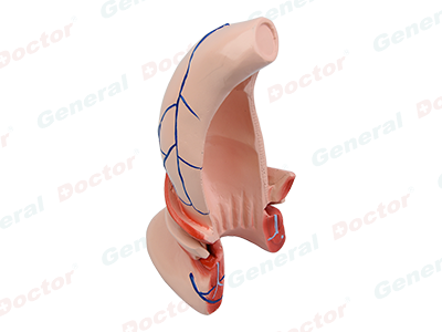 GD Rectum and Anal Canal Model