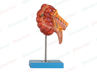 GD Appendix and Caecum Model