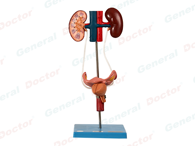 GD Female Urinary Organ Model 