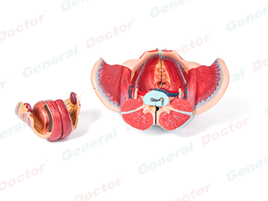 GD Female Pelvis with Reproductive Organs, Vascular Nerves and Related Muscle Attachment Points