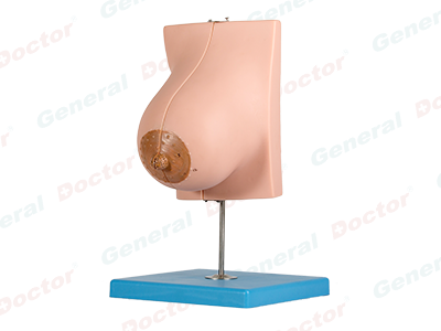 GD Mammary Gland in Lactation Model 