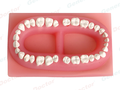 GD Set of Teeth of an Adult Model 