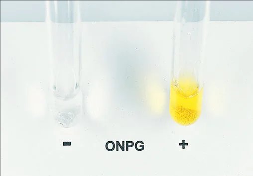 Liofilchem® ONPG Test Kit, 30 Tests 