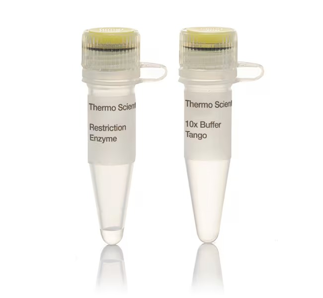Thermo Scientific™ MspI (HpaII) Restriction Enzyme (10 U/µL)