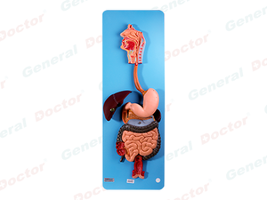 GD Digestive System Model
