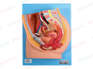 GD Median Section of Female Pelvis