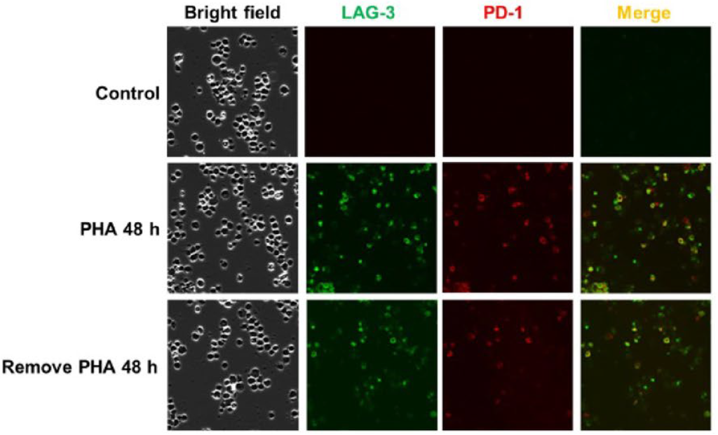 MCE Phytohemagglutinin (PHA-M) 80%
