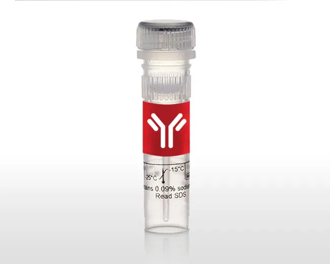 Invitrogen™ LC3B Polyclonal Antibody, DyLight™ 488, 100 µL