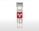 Invitrogen™ LC3B Polyclonal Antibody, DyLight™ 488, 100 µL