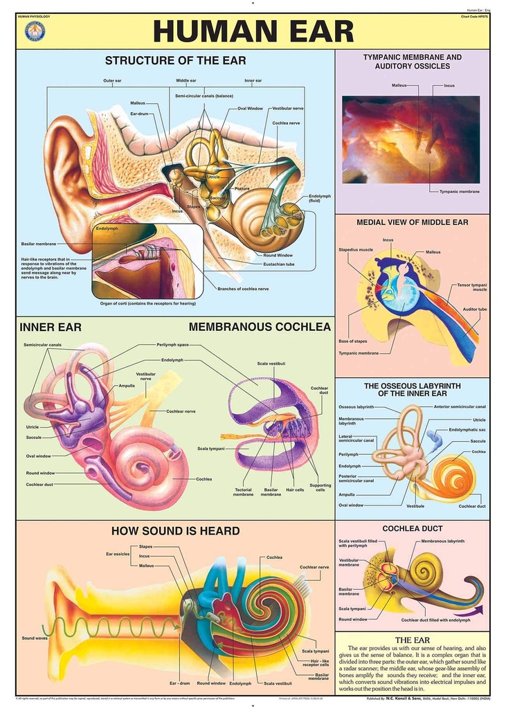 Chart Of Human Ear