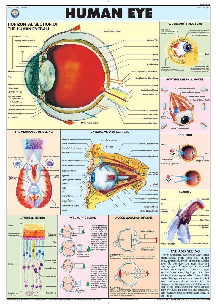 Chart Of Human Eye