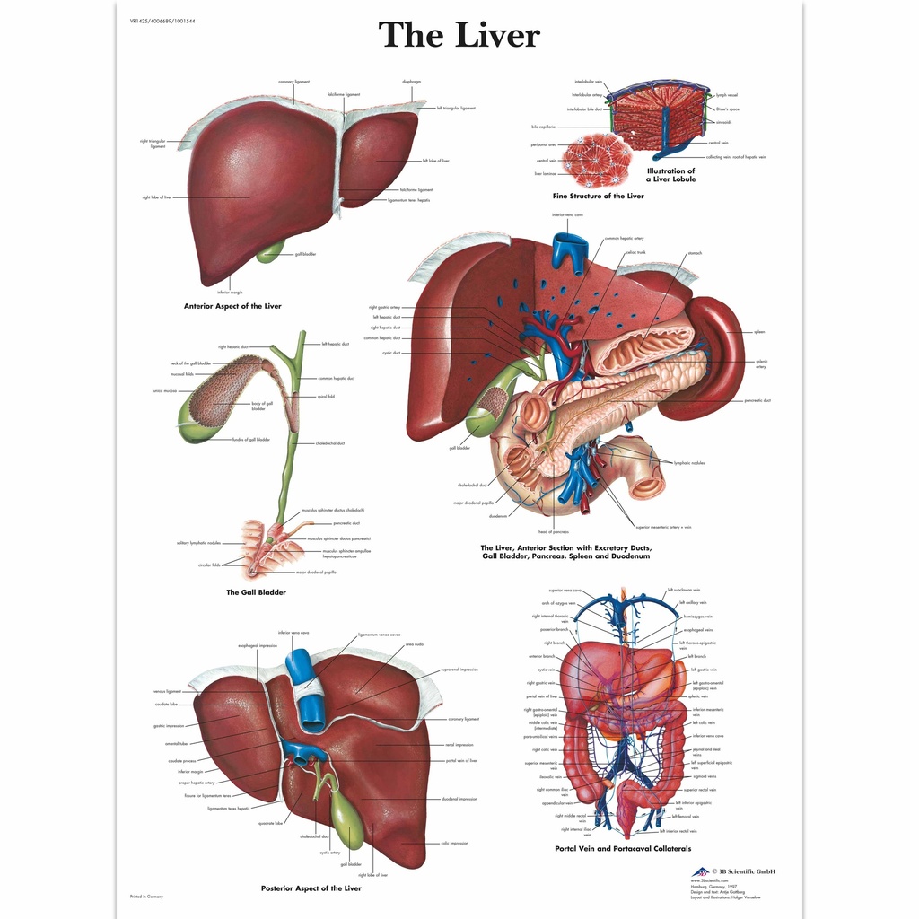 Chart Of Human Liver