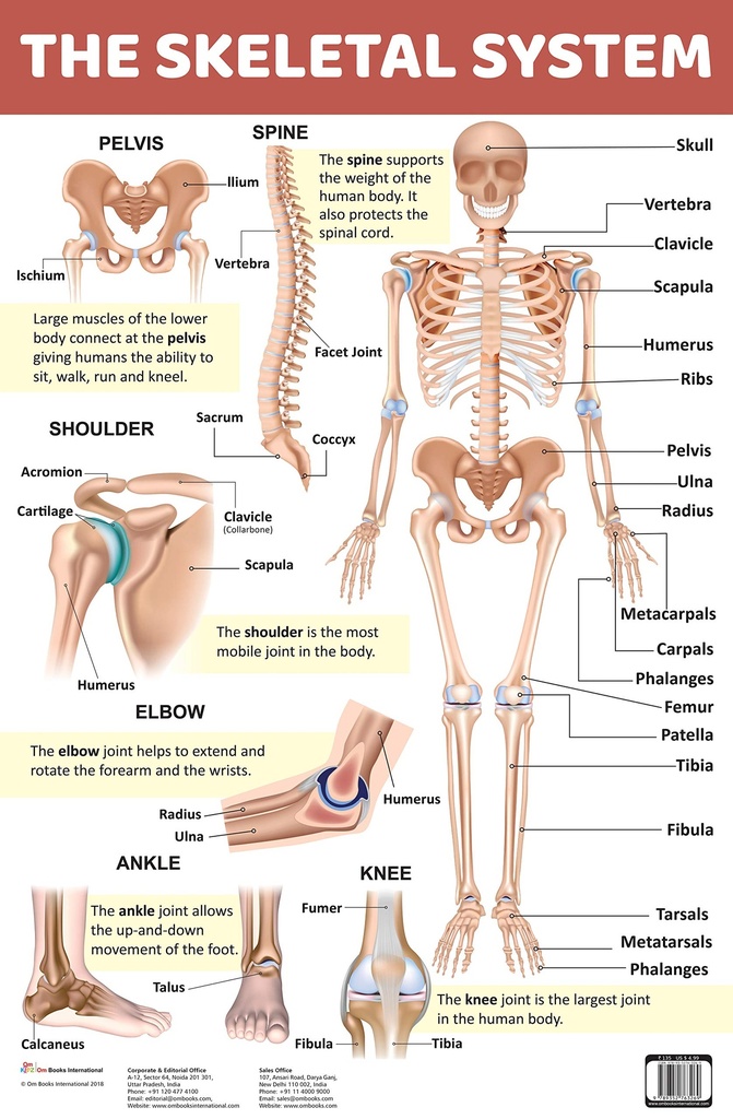 Chart Of Human Skeletal System