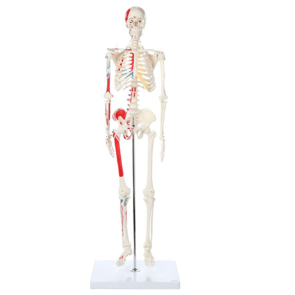 Human Skeletal System Model With Painted parts of Muscle attachments
