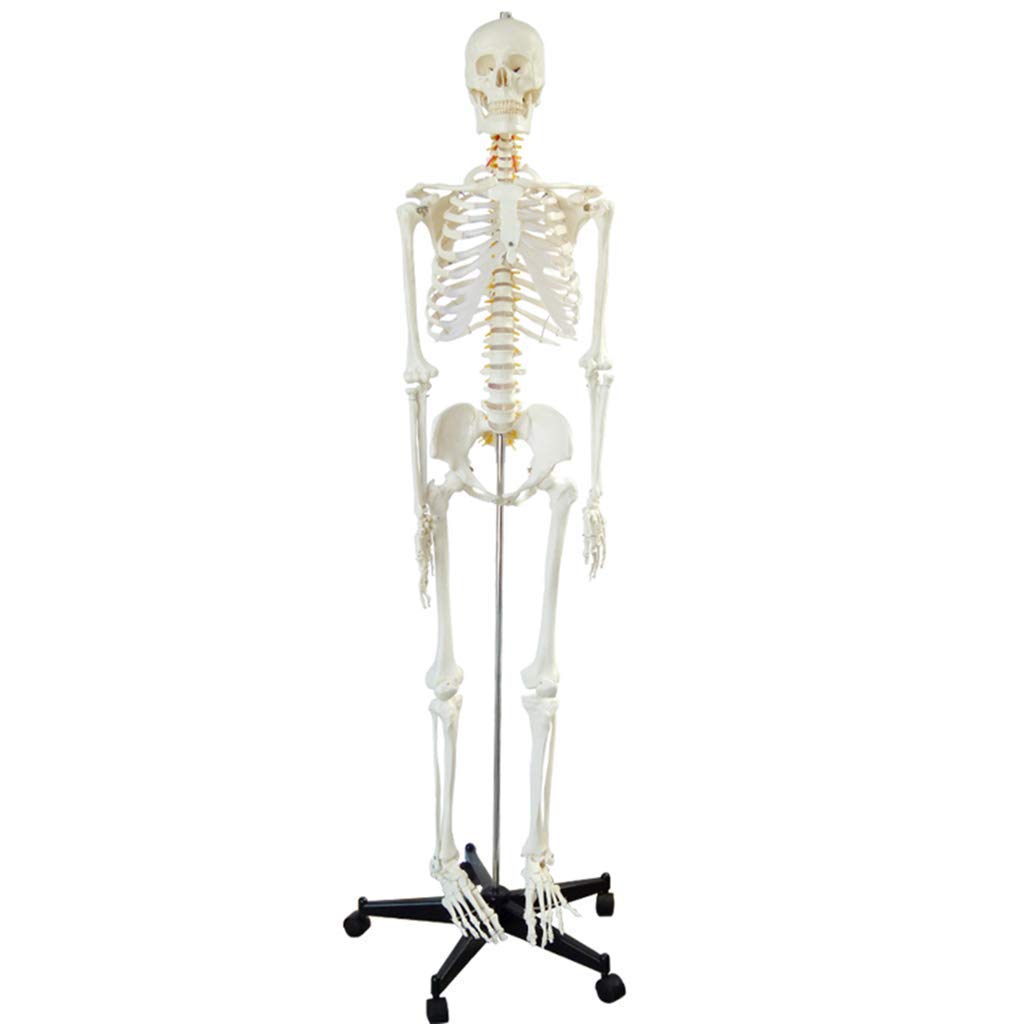 Human Skeletal System Model Without Muscle attachments 180Cm