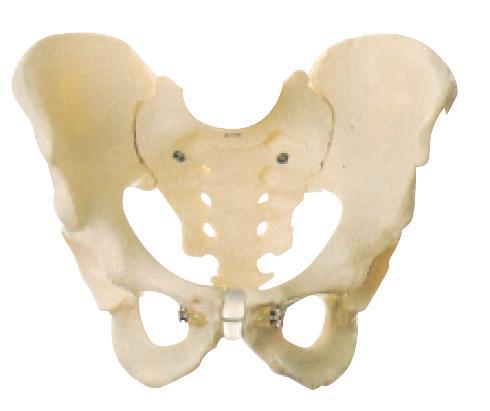 GD Male Pelvis Bone Model