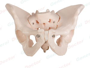 Male Pelvis Bone Model Gd/A11127