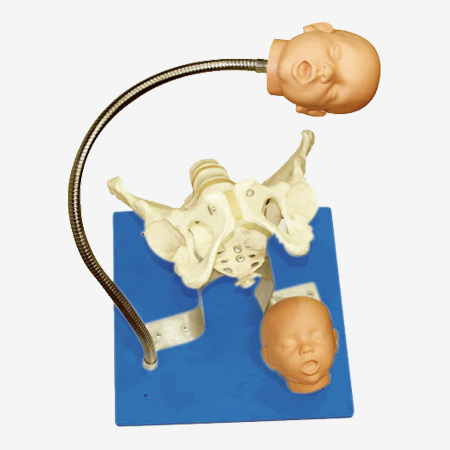 GD Pelvis With Fetal Heads Model