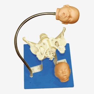 GD Pelvis With Fetal Heads Model