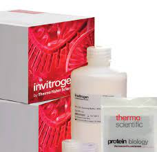 View All Products / Life Sciences / Protein Analysis Reagents