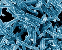 View All Products / Life Sciences / Microbiology / Microbial Identification & Characterizations