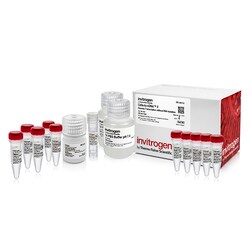 View All Products / Life Sciences / Molecular Biology, Reagents and Kits / PCR Equipment and Supplies / Standard PCR Reagents and Kits / Reverse Transcription Products