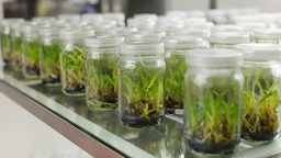 View All Products / Agriculture & Animal Health Solutions / Plant Tissue Culture Products