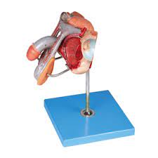 GD Model of Male Genital Organs