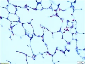 Sigma-Aldrich Malachite Green solution, suitable for microscopy