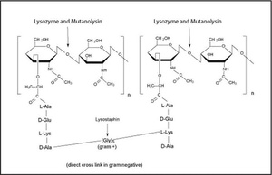 Sigma-Aldrich Mutanolysin from Streptomyces globisporus ATCC 21553