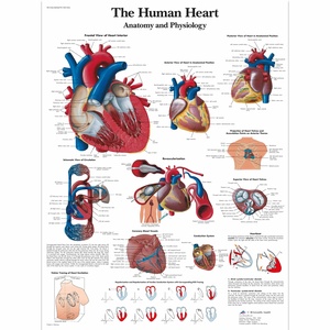 Chart of Human Heart