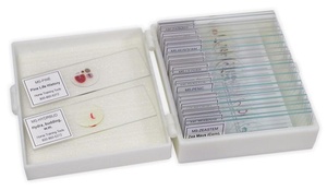 Prepared  Microscope Slides