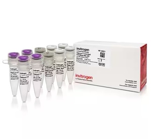 Thermo Scientific™ Invitrogen™ Platinum™ II Hot-Start PCR Master Mix (2X)