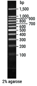 Promega 100bp DNA Ladder, 250μl