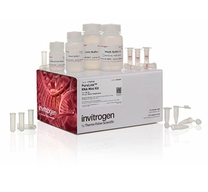 Thermo Scientific™ Invitrogen™ PureLink™ RNA Mini Kit