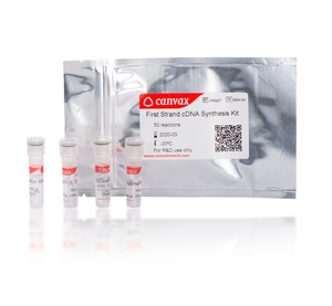 Canvax First Strand cDNA Synthesis Kit