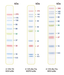 Cleaver Scientific Blue Ultra Pre-stained Protein Ladder (6.5 to 270 kDa), 500μL