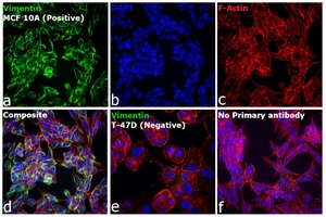 Thermo Scientific™ Invitrogen™ Goat anti-Mouse IgG (H+L) Highly Cross-Adsorbed Secondary Antibody, Alexa Fluor™ Plus 594, 1mg