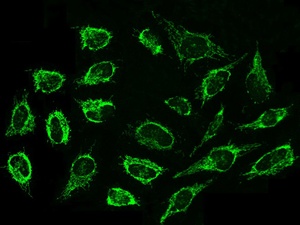 Invitrogen™ Cyclophilin F Polyclonal Antibody, 100 μL