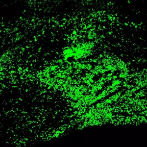 Miltenyi CD27 Antibody, anti-human, VioBlue®, Clone M-T271, 30 tests in 60 µL