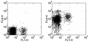 Thermo Scientific™ Invitrogen™ eBioscience™ CD184 (CXCR4) Monoclonal Antibody (12G5), APC, for 100 Tests