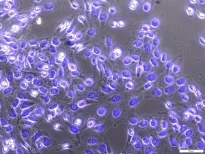 Sigma-Aldrich DAPI ready made solution, 1 mg/mL