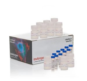 Invitrogen™ CyQUANT™ MTT Cell Viability Assay, for 1000 Assays