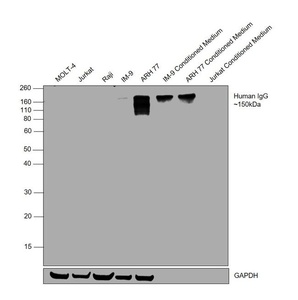Invitrogen™ Goat anti-Human IgG (Gamma chain) Cross-Adsorbed Secondary Antibody, HRP