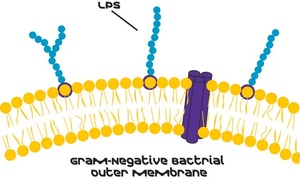Lipopolysaccharides from Escherichia coli O111:B4