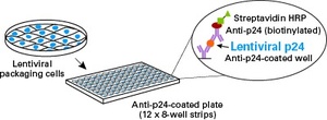 Lenti-X™ p24 Rapid Titer Kit