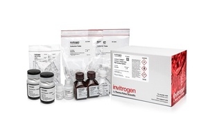 Invitrogen™ mirVana™ PARIS™ RNA and Native Protein Purification Kit, 40 preps