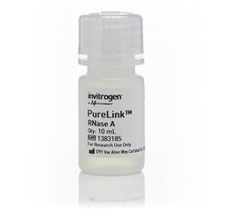 Invitrogen™ PureLink™ RNase A (20 mg/mL)