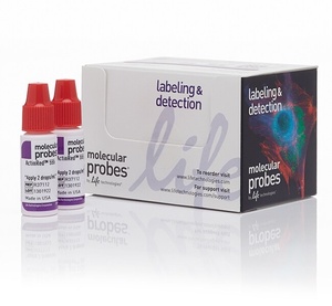 Invitrogen™ ActinRed™ 555 ReadyProbes™ Reagent (Rhodamine phalloidin)